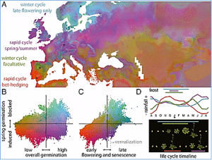 Seasonal timing adaptation across the geographic range of Arabidopsis thaliana