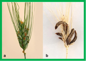 Genetic and transcriptional dissection of resistance to Claviceps purpurea in the durum wheat cultivar Greenshank