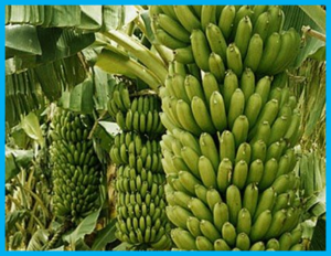 Heritable epigenetic diversity for conservation and utilization of epigenetic germplasm resources of clonal East African Highland banana (EAHB) accessions