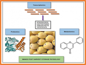 Advances in Physiological, Transcriptomic, Proteomic, Metabolomic, and Molecular Genetic Approaches for Enhancing Mango Fruit Quality