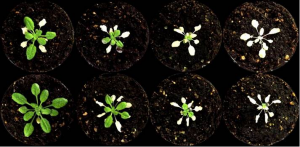 Utrecht Biologists Discover A Way to Make Plants Flood Tolerant