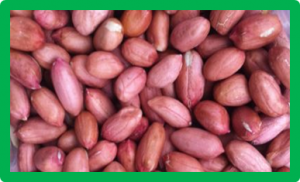 Groundnut breeding program in burkina faso gets a boost with seven new improved groundnut varieties