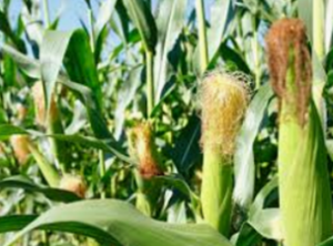 Tissue-specific gene expression and protein abundance patterns are associated with fractionation bias in maize.