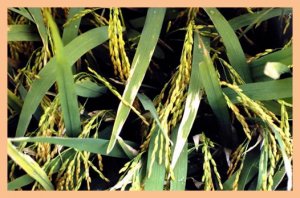 High-resolution genetic mapping of a novel bacterial blight resistance gene xa-45(t) identified from Oryza glaberrima and transferred to Oryza sativa