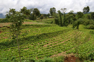 Investments in agricultural development: quantifying the socio-political and climate-change risks