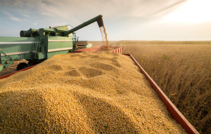 Market Watchers Project Bumper Harvests with GM Maize and Soybeans Approvals in China