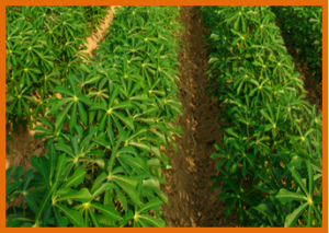 Gene action and heterosis in F1 clonal progenies of cassava for &beta;-Carotene and farmers` preferred traits.