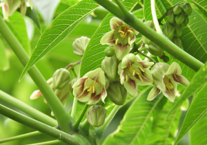 Large-scale analysis of the cassava transcriptome reveals the impact of cold stress on alternative splicing.