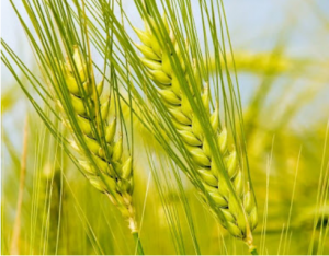 Wheat Heat Shock Factor TaHsfA6f Increases ABA Levels and Enhances Tolerance to Multiple Abiotic Stresses in Transgenic Plants.