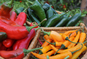 Genetic Code of Peppers Provides Insights into Domestication and Diversity