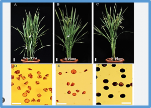 Mapping of Rf20(t), a minor fertility restorer gene for rice wild abortive cytoplasmic male sterility in the maintainer line `Zhenshan97B`