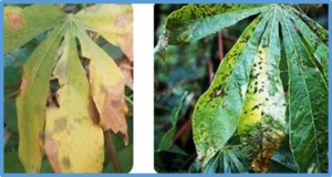 Expression Pattern and Functional Analysis of MebHLH149 Gene in Response to Cassava Bacterial Blight