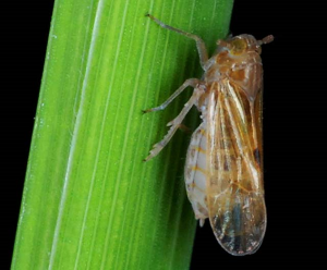 Ecological engineering in low land rice for brown plant hopper, Nilaparvata lugens (St&aring;l) management