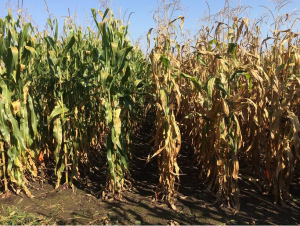 Hybrid Corn: High Yields And Nitrogen Efficient