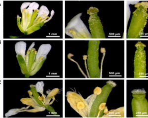 Ectopic expression of a cell-wall degrading enzyme induced OsAP2/ERF152, leads to resistance against bacterial and fungal infection in Arabidopsis.