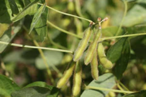 GmABAS1 from soybean is a 1R-subtype MYB transcriptional repressor that enhances ABA sensitivity.