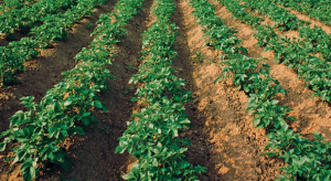The origin and widespread occurrence of Sli-based self-compatibility in potato