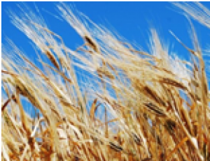 Dmc1 is a candidate for temperature tolerance during wheat meiosis