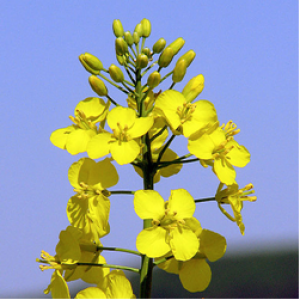 CRISPR/Cas9-mediated genome editing reveals differences in the contribution of INDEHISCEN Thomologues to pod shatter resistance in Brassica napus L.