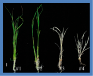 Use of CRISPR-Cas9 Revealed OsCAF1 Influences Chloroplast Development in Rice