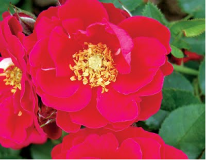 Mapping the black spot resistance locus Rdr3 in the shrub rose &lsquo;George Vancouver` allows for the development of improved diagnostic markers for DNA-informed breeding