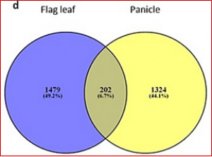 Genome-wide transcriptome profile of rice hybrids with and without Oryza rufipogon introgression reveals candidate genes for yield 