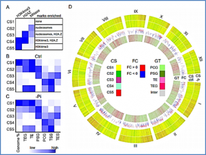 Low-phosphate chromatin dynamics predict a cell wall remodeling network in rice shoots.
