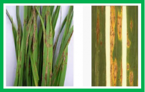 Extremely Low Concentrations of Acetic Acid Stimulate Cell Differentiation in Rice Blast Fungus.