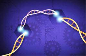 Researcher Establishes CRISPR-Cas12b System for Plant Genome Engineering