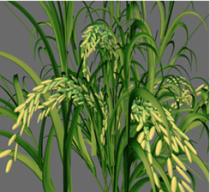 Transgenic rice lowers blood pressure of hypertensive rats