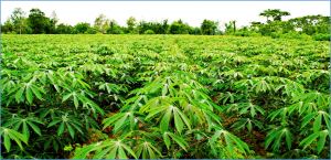 Genome-wide identification and data mining reveals major-latex protein (MLP) from the PR-10 protein family played defense-related roles against phytopathogenic challenges in cassava (Manihot esculenta Crantz)