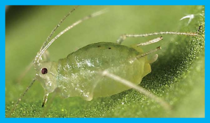 Plant Viruses Transmitted in Two Different Modes Produce Differing Effects on Small RNA-Mediated Processes in Their Aphid Vector
