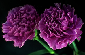 Australian OGTR Seeks Comment on GM Blue Carnations