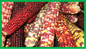 Novel strategies for genomic prediction of untested single-cross maize hybrids using unbalanced historical data