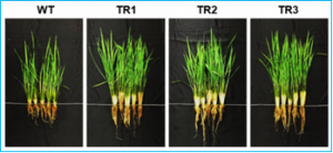 ASR Enhances Environmental Stress Tolerance and Improves Grain Yield by Modulating Stomatal Closure in Rice.