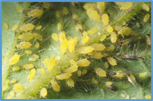 Fine-mapping and candidate gene analysis for the foxglove aphid resistance gene Raso2 from wild soybean PI 366121