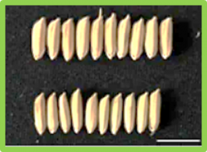 qTGW12a, a naturally varying QTL, regulates grain weight in rice