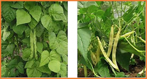 Genome-wide association study for grain mineral content in a Brazilian common bean diversity panel