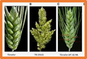Linkage and association mapping and Kompetitive allele-specific PCR marker development for improving grain protein content in wheat
