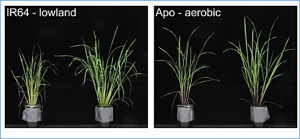 Drought tolerance in selected aerobic and upland rice varieties is driven by different metabolic and antioxidative responses