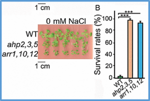 Defective cytokinin signaling reprograms lipid and flavonoid gene-to-metabolite networks to mitigate high salinity in Arabidopsis