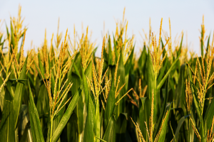 Enhancing Transformation of South Korean Maize Cultivar with CRISPR