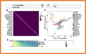 Cloning and functional analysis of the novel rice blast resistance gene Pi65 in japonica rice