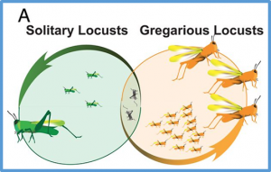 Variation of TNF modulates cellular immunity of gregarious and solitary locusts against fungal pathogen Metarhizium anisopliae
