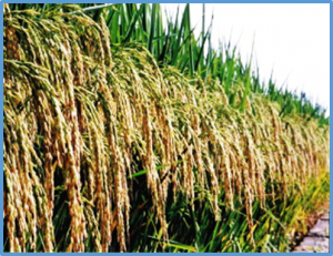 tRNA selectivity during ribosome-associated quality control regulates the critical sterility-inducing temperature in two-line hybrid rice