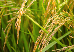 Rice functional genomics: decades` efforts and roads ahead 
