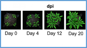 Shared in planta population and transcriptomic features of nonpathogenic members of endophytic phyllosphere microbiota