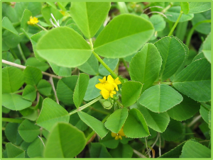 Genome-wide analysis of the Glutathione S-Transferase family in wild Medicago ruthenica and drought-tolerant breeding application of MruGSTU39 gene in cultivated alfalfa