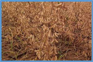 Physiological breeding for yield improvement in soybean: solar radiation interception-conversion, and harvest index