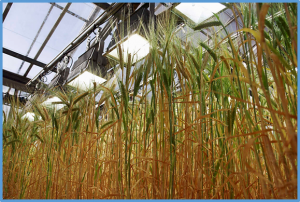 Leaf thickness of barley: genetic dissection, candidate genes prediction and its relationship with yield-related traits